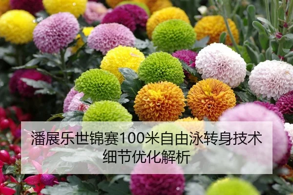 潘展乐世锦赛100米自由泳转身技术细节优化解析